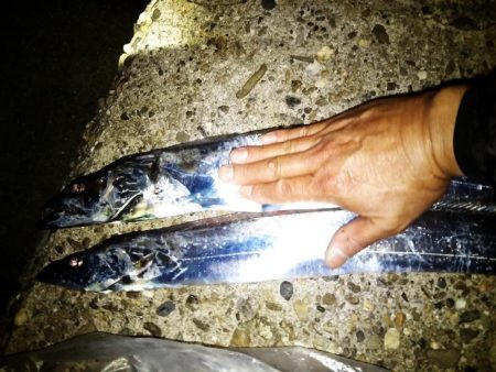 刀狩り！良型があがりました！