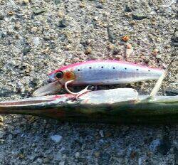 舞洲青物調査で、まさかのアイツ