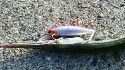 舞洲青物調査で、まさかのアイツ