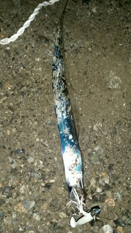 湾奥タチウオ安定