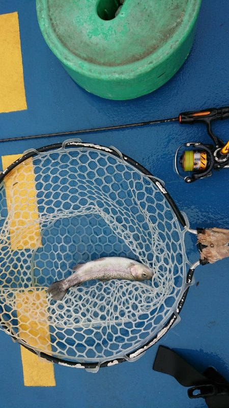 管理釣り場トラウト！