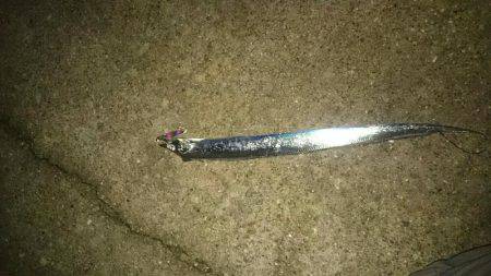 エギングロッド❗