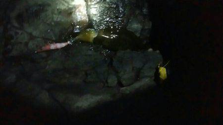 アオリイカ   ツバス