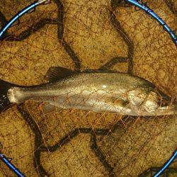 雨上がりアジング