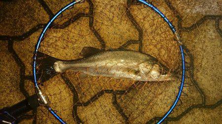 雨上がりアジング