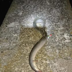 台風後調査の珍客