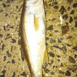 いつまでも釣れそう