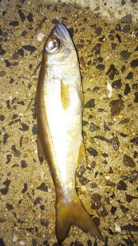 いつまでも釣れそう