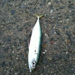 朝練アジングのはずが