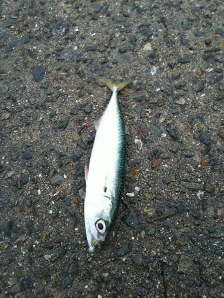 朝練アジングのはずが