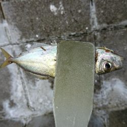 アジングでタチウオ