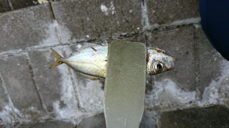 アジングでタチウオ