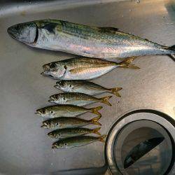 青物釣の予定が。