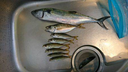 青物釣の予定が。