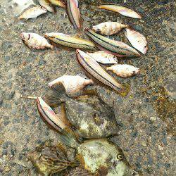 カワハギ食用サイズ、チャリコ猛攻。