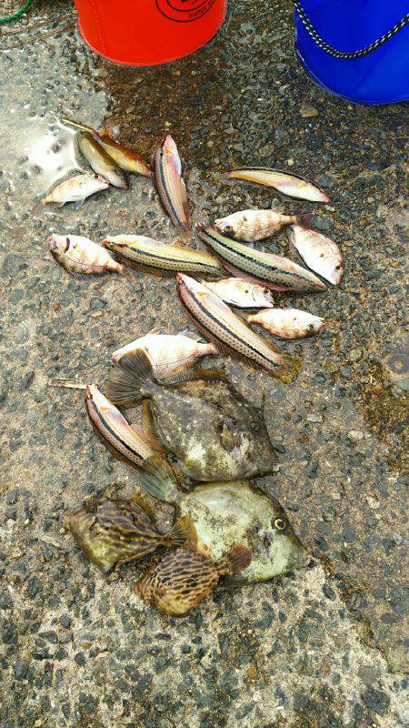 カワハギ食用サイズ、チャリコ猛攻。