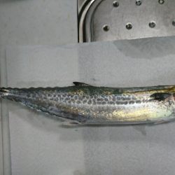 夜中は釣れず…