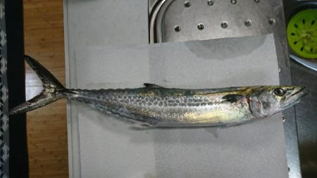 夜中は釣れず…