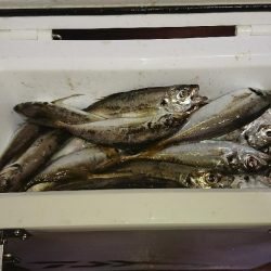 台風まえに雨アジング