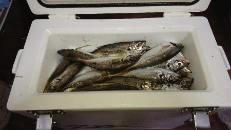 台風まえに雨アジング