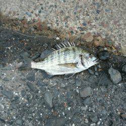 チヌ、キビレ、イシガニつったよ