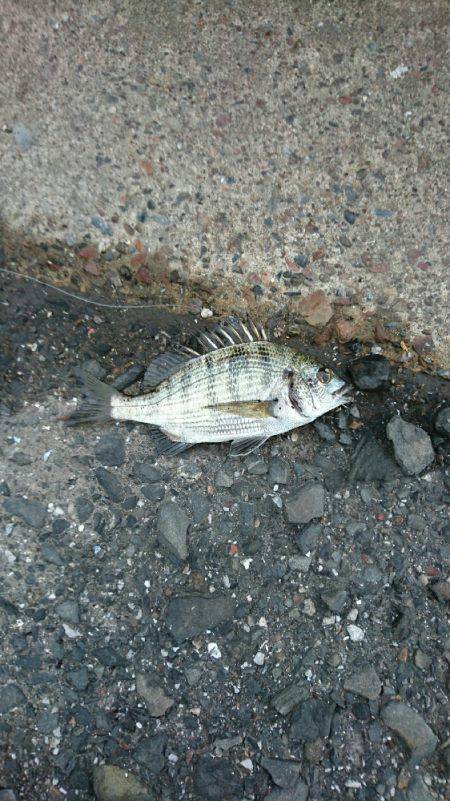 チヌ、キビレ、イシガニつったよ