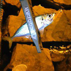 バイト終わりにアジング