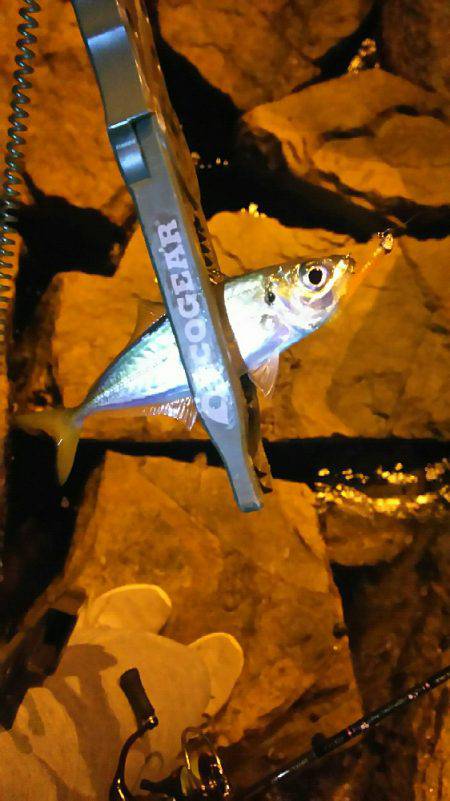 バイト終わりにアジング