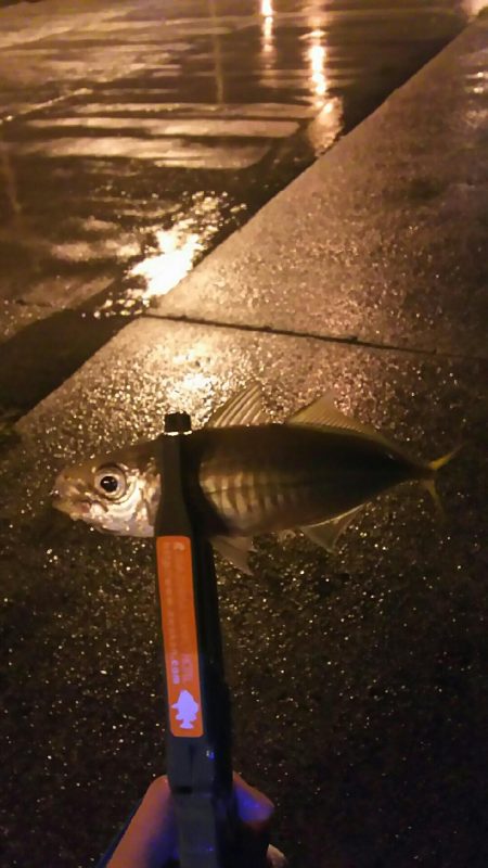 雨の中アジング