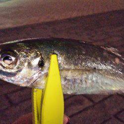 今月一発目のアジング。