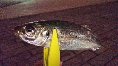 今月一発目のアジング。