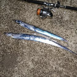 このロッド買って太刀魚100匹目‼️