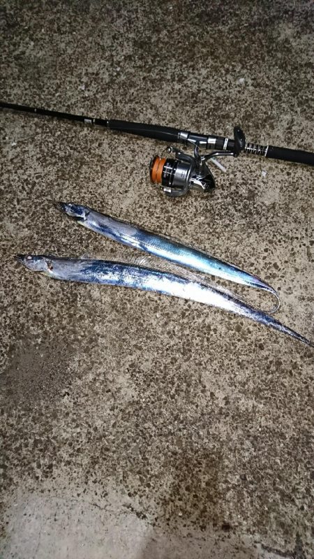 このロッド買って太刀魚100匹目‼️