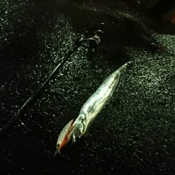 サゴシとつ抜けタチウオ