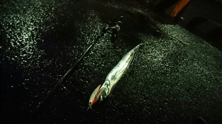 サゴシとつ抜けタチウオ