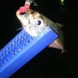 エギング アジング