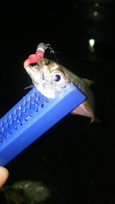 エギング アジング