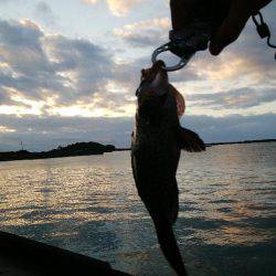 ワームでオオモンハタ