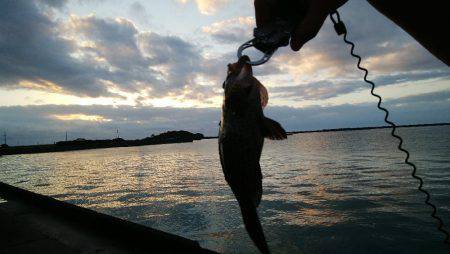 ワームでオオモンハタ