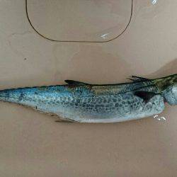 タチウオ食べたい…