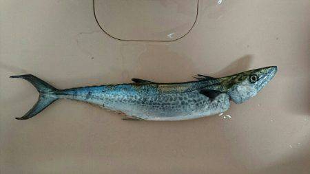 タチウオ食べたい…