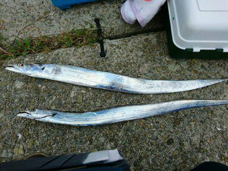 タチウオハンター