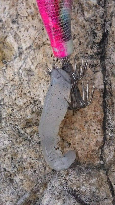 寒空でエギング