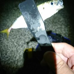 アジングのはずが