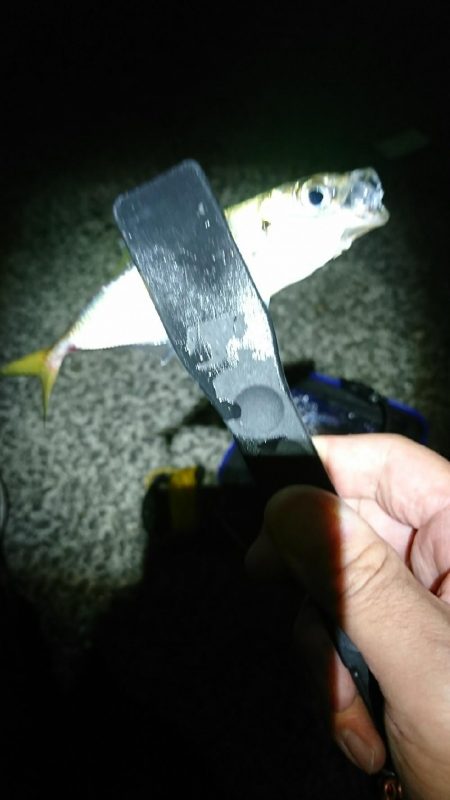 アジングのはずが