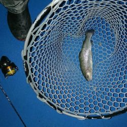 管釣り トラウト！