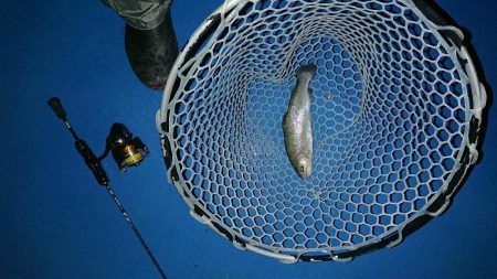 管釣り トラウト！