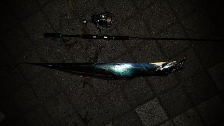 太刀魚行ってきました。