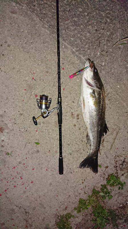 ボラの群れの中から