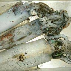 エギングからのジギング